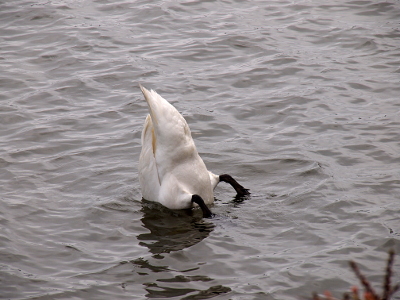 [Swan with its upper body below water and the rest sticking in the air.]